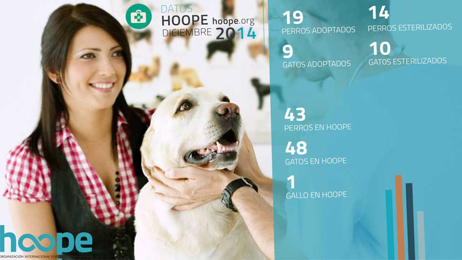 Entrevista a Hoope: Asociación de protección animal